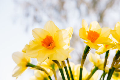 Close-up of yellow flower