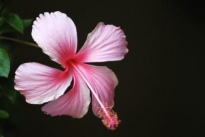 Close-up of pink hibiscus against black background