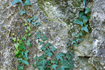 Full frame shot of ivy growing on tree trunk