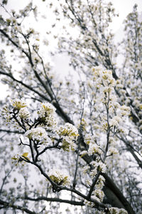 Low angle view of cherry blossom tree