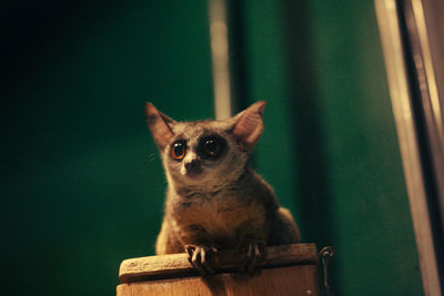 Close-up of lemur on wood