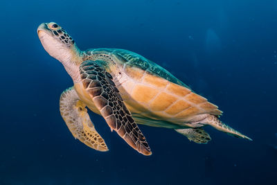 Hawksbill sea turtle in the red sea, dahab, blue lagoon sinai a.e