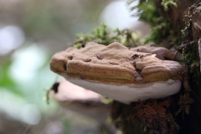 Close-up of mushrooms growing on tree trunk