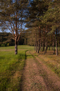 Tree with grass and dirt road