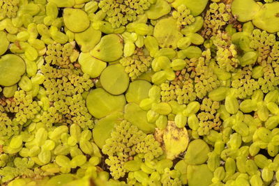 Full frame shot of yellow leaf floating on water