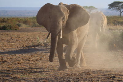 Elephant walking in amboseli
