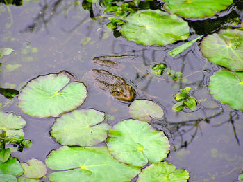 Close-up of frog amongst lily pads