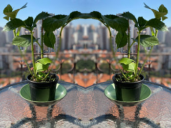 Close-up of potted plants in greenhouse