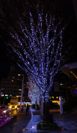 Illuminated christmas tree at night