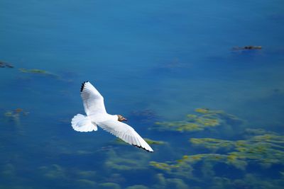 Seagull flying over lake