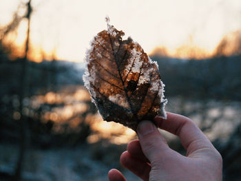 Close-up of hand holding leaf