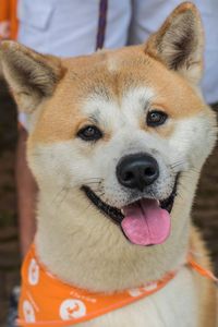 Close-up portrait of a dog