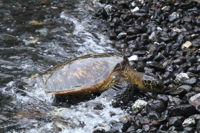 Close-up of turtle in sea