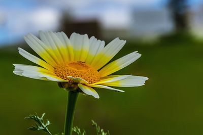Close-up of white flower