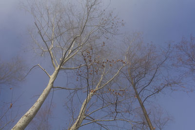 Low angle view of bare tree against clear sky