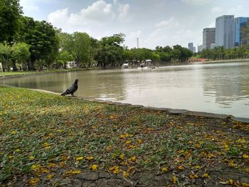 Ducks in a lake