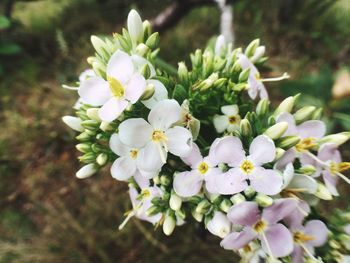 Close-up of white flowers growing on plant