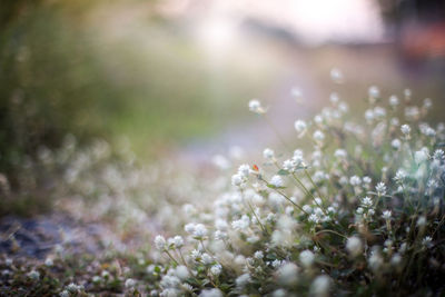 Close-up of white flowering plants on field