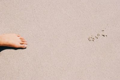 Low section of person standing on beach