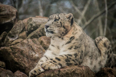 View of a cat looking away