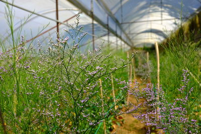 Plants growing on field