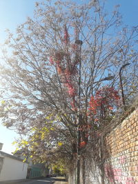 Low angle view of cherry tree by building against sky