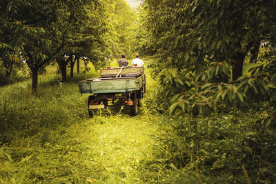 Two people with tractor transporting harvested cherries in orchard