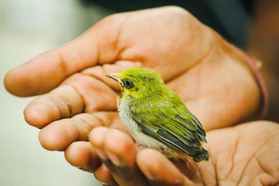 Close-up of hand holding bird