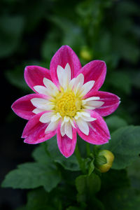 Close-up of pink flower