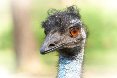 Close-up of a bird looking away