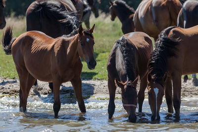 Horses standing in water