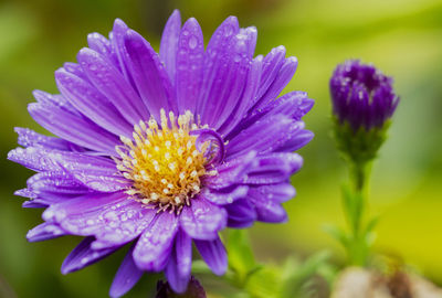 Close-up of purple flowers