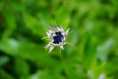 Close-up of butterfly on flower