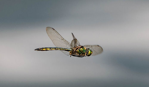 Close-up of dragonfly flying