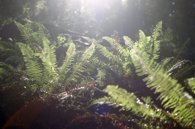Sun shining through trees