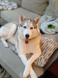 Portrait of dog relaxing at home