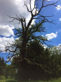 Low angle view of trees against sky in forest