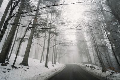 Snowy road amidst trees in foggy forest during winter