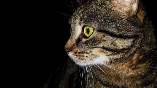 Close-up portrait of cat against black background