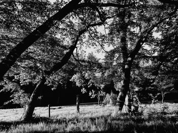 Trees on field in forest