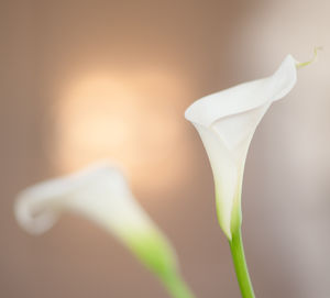 Close-up of white rose flower