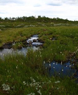 Scenic view of river amidst field against sky