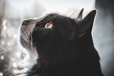 Close-up of black cat