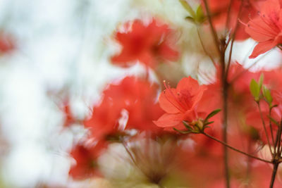 Close-up of red flowering plant