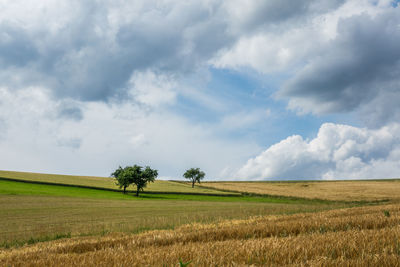 Scenic view of agricultural field against sky