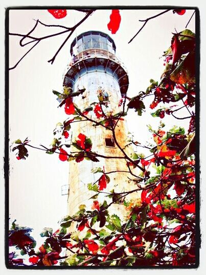 LOW ANGLE VIEW OF FLOWERS IN BUILDING