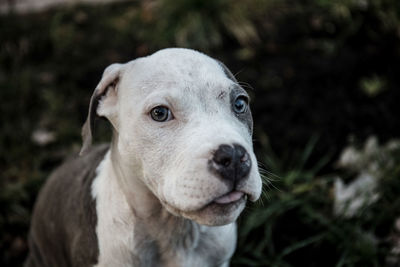 Close-up portrait of dog