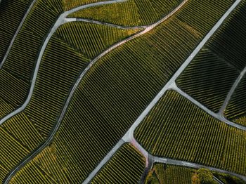 Full frame shot of agricultural field