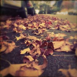 Close-up of leaves on ground