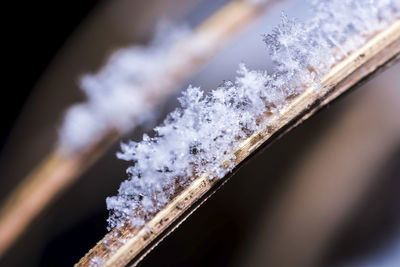 Close-up of snow covered plant
